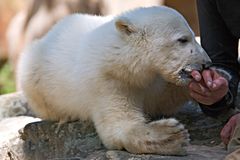 Knut ist kein Baby mehr!