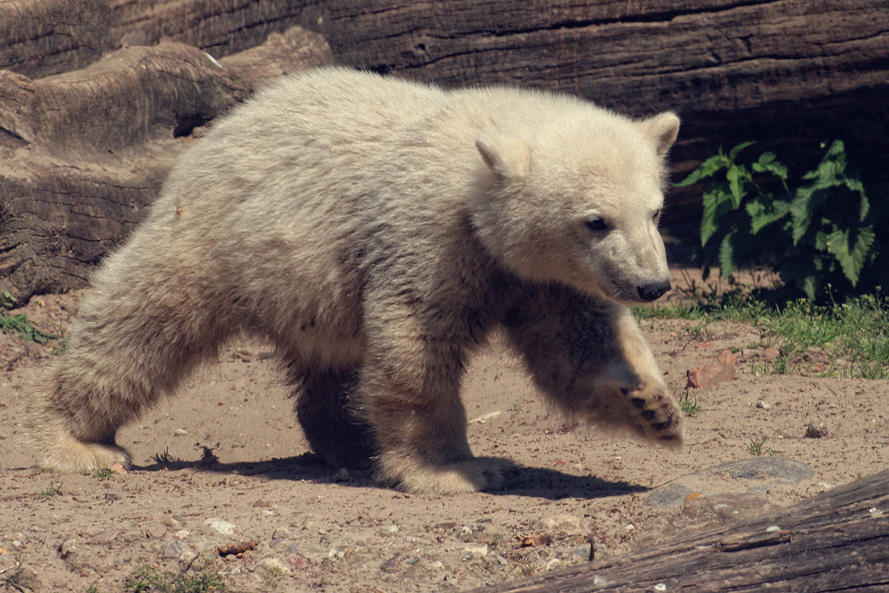 Knut ist tot