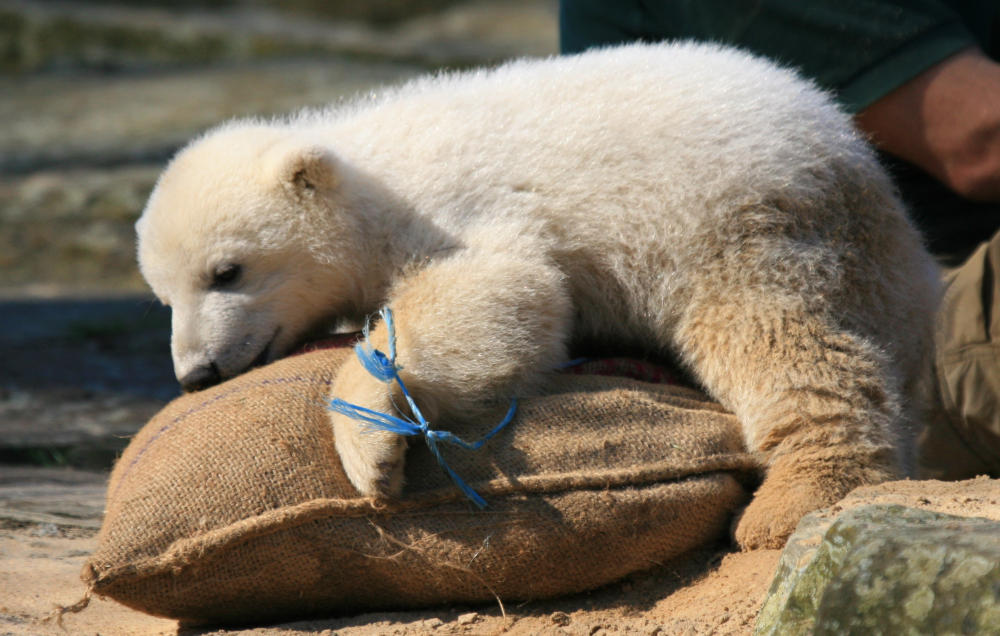Knut knuddelt einen Strohsack
