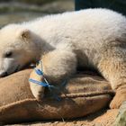 Knut knuddelt einen Strohsack