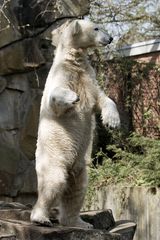 << Knut macht ein auf Berlinerbär >>