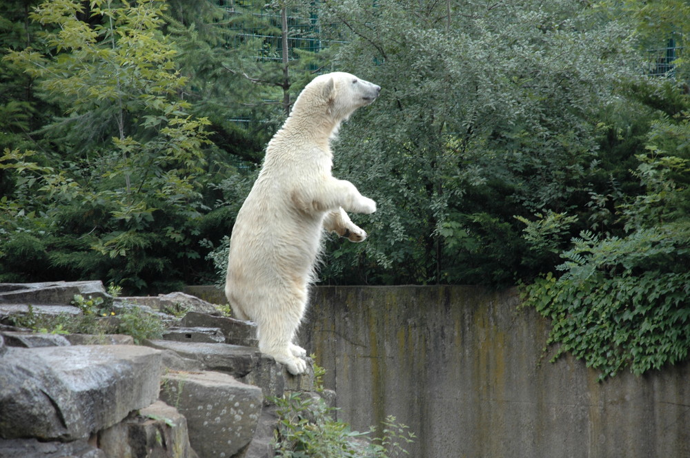 Knut macht Männchen