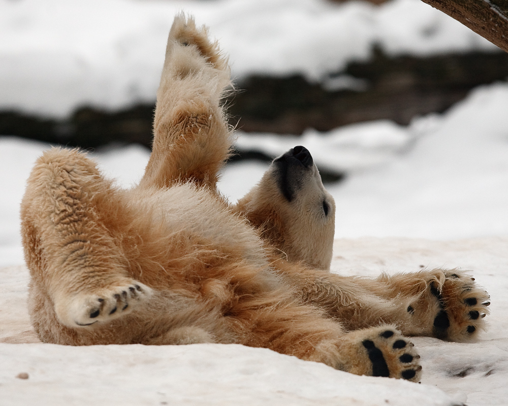 Knut mag den Winter wohl ...