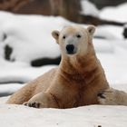 Knut mag den Winter wohl sehr gern ...