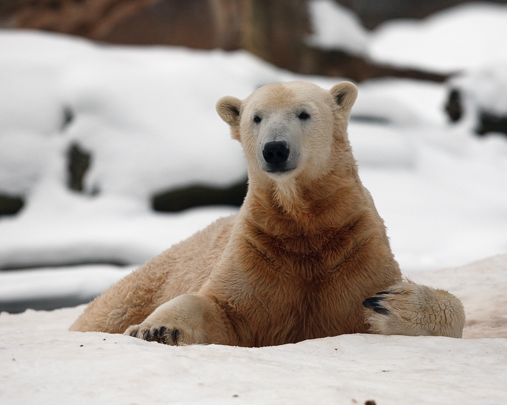 Knut mag den Winter wohl sehr gern ...