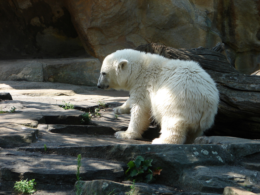 Knut mit juckendem Pelz.