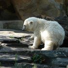 Knut mit juckendem Pelz.