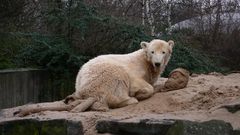 Knut nach einem Jahr-