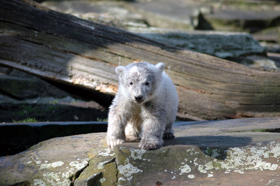 Knut nicht mehr ganz so weiß