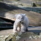 Knut nicht mehr ganz so weiß