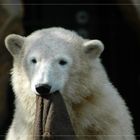 Knut, ohne Bauch und ohne Gurt, einfach Knut