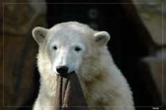 Knut, ohne Bauch und ohne Gurt, einfach Knut