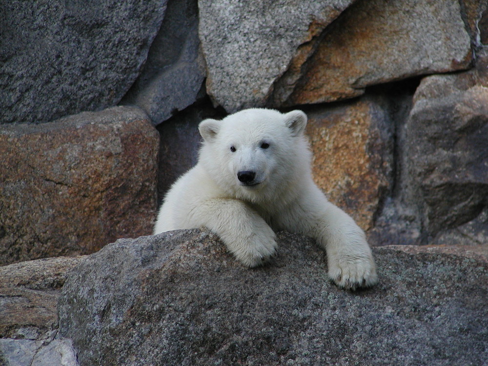 Knut (qualche anno fà)