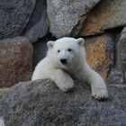 Knut (qualche anno fà)