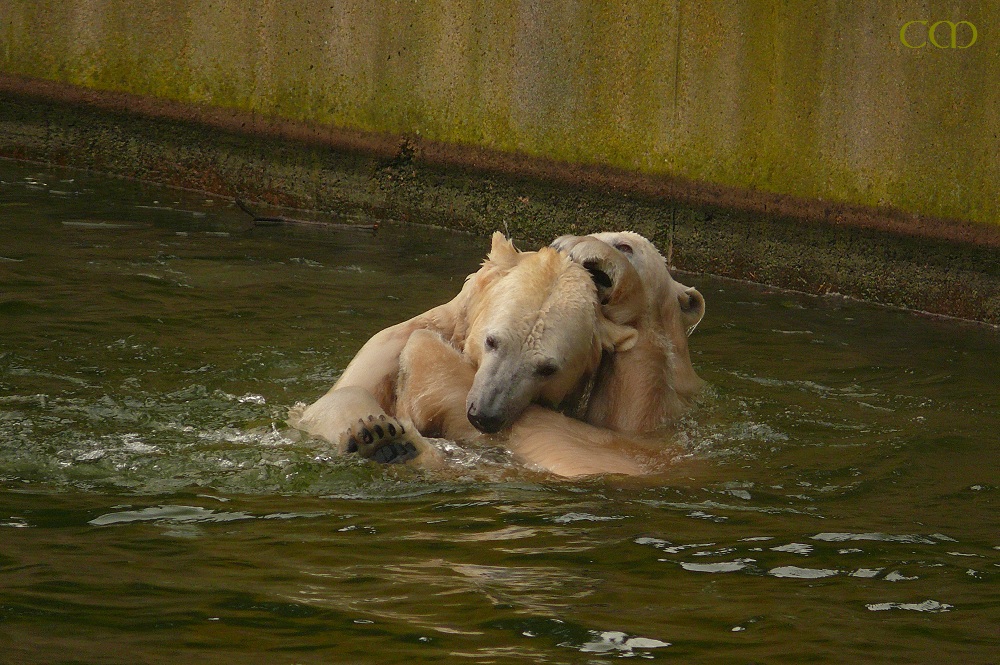 Knut & Tosca - welches Bein gehört hier eigentlich wem??