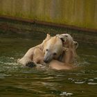 Knut & Tosca - welches Bein gehört hier eigentlich wem??