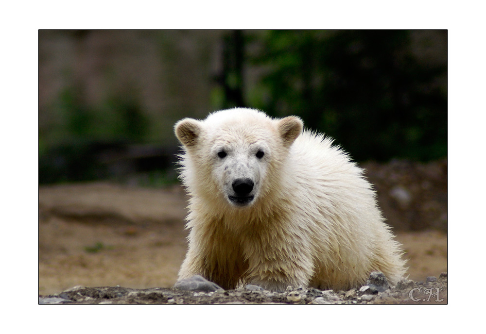 Knut tut sich gut,als Model