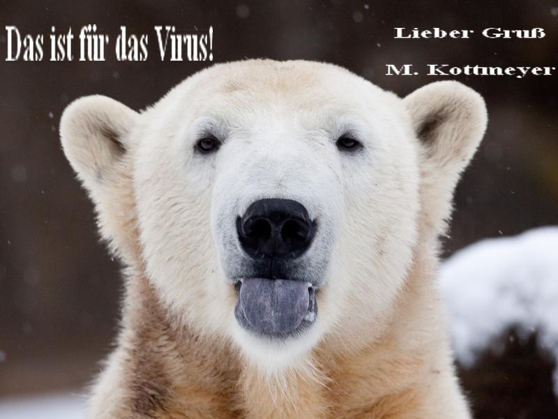 Knut und das Virus