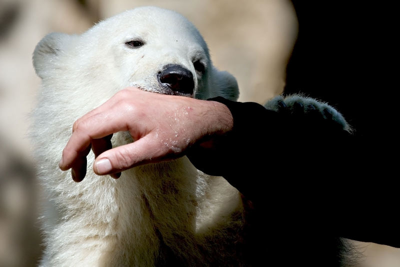 Knut und die Hand seines Pflegers