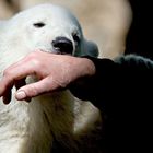 Knut und die Hand seines Pflegers