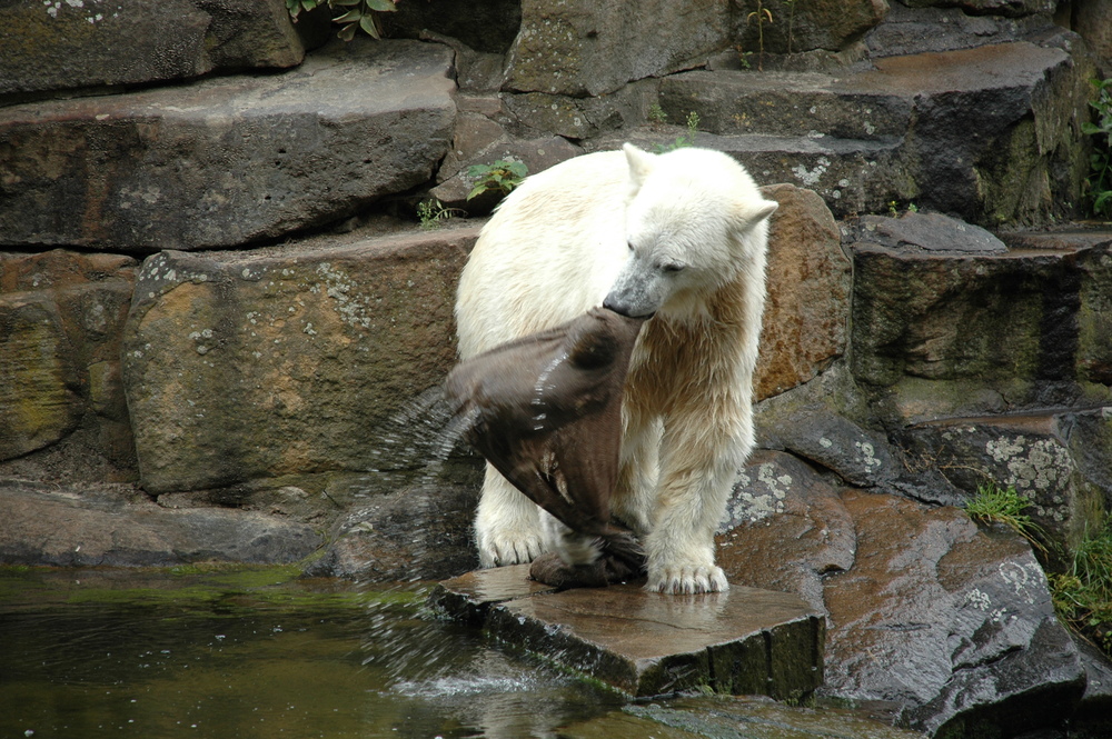 Knut und sein Jutesack