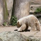 Knut vor einem Jahr in Berlin