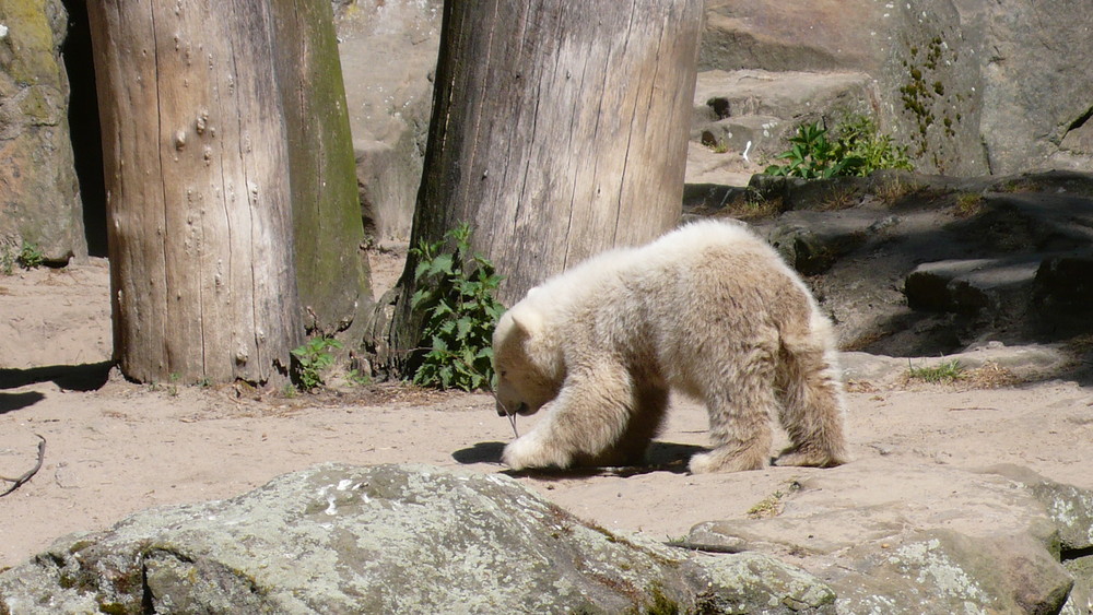 Knut vor einem Jahr in Berlin