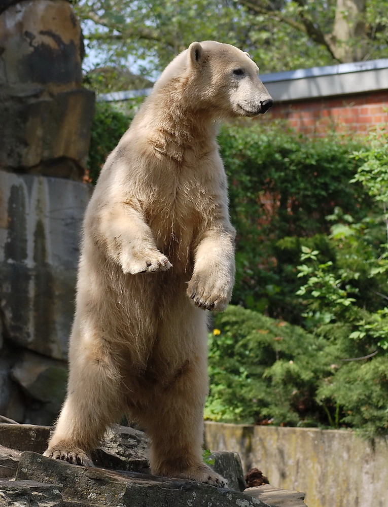 Knut, was für ein Bär!