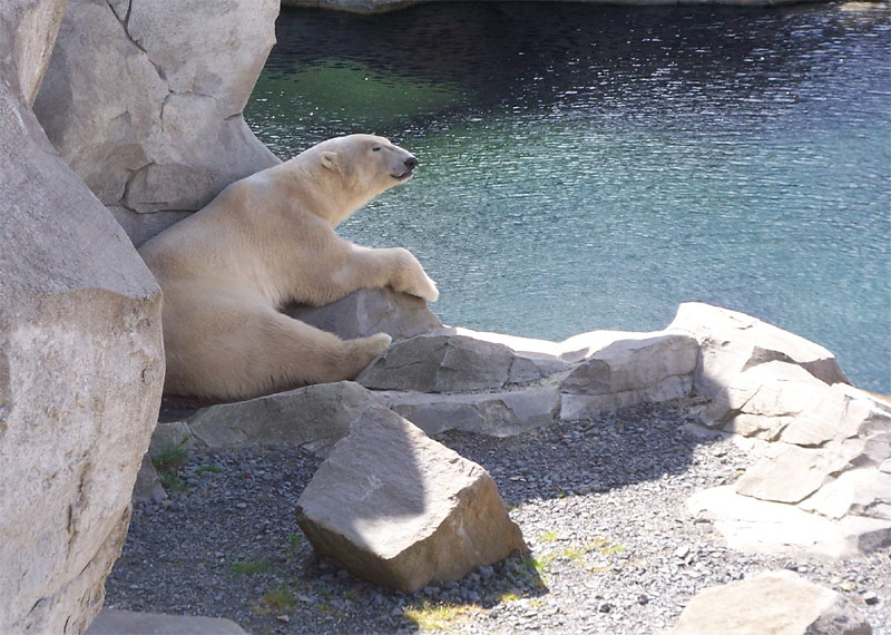 Knut ? Wer ist denn Knut ?