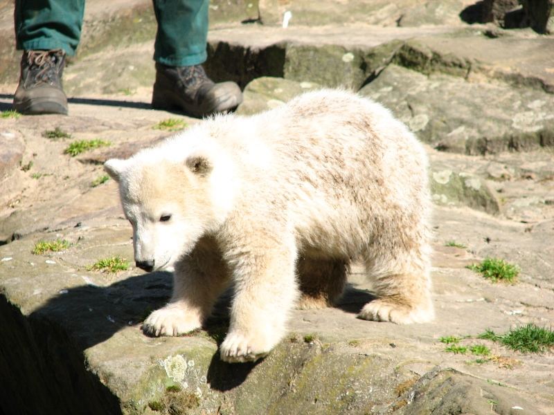 Knut wird erwachsen