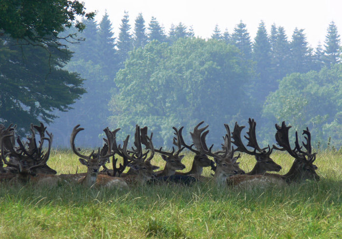 Knutenborg Safaripark auf Lolland in Dänemark