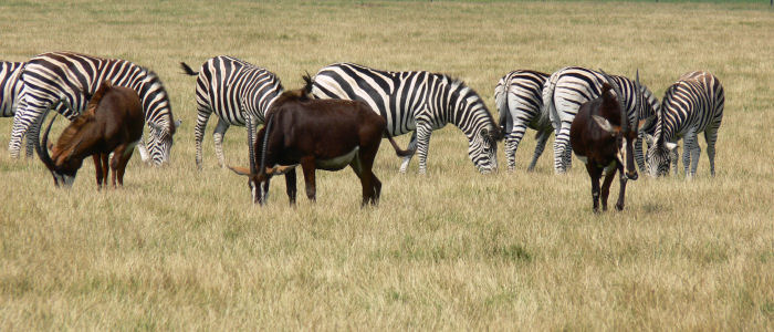 Knutenborg Safaripark in Dänemark