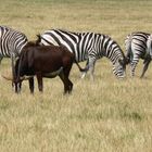 Knutenborg Safaripark in Dänemark