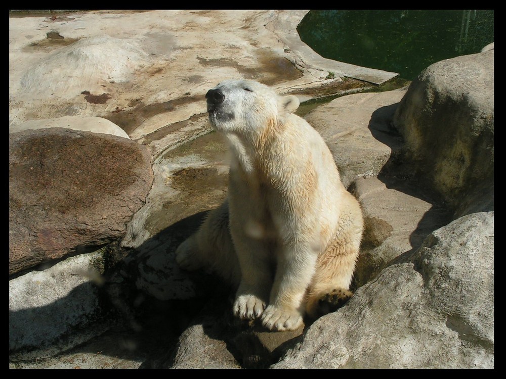 Knuts Vater - im Tierpark Neumünster 5-07