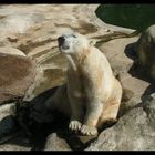 Knuts Vater - im Tierpark Neumünster 5-07