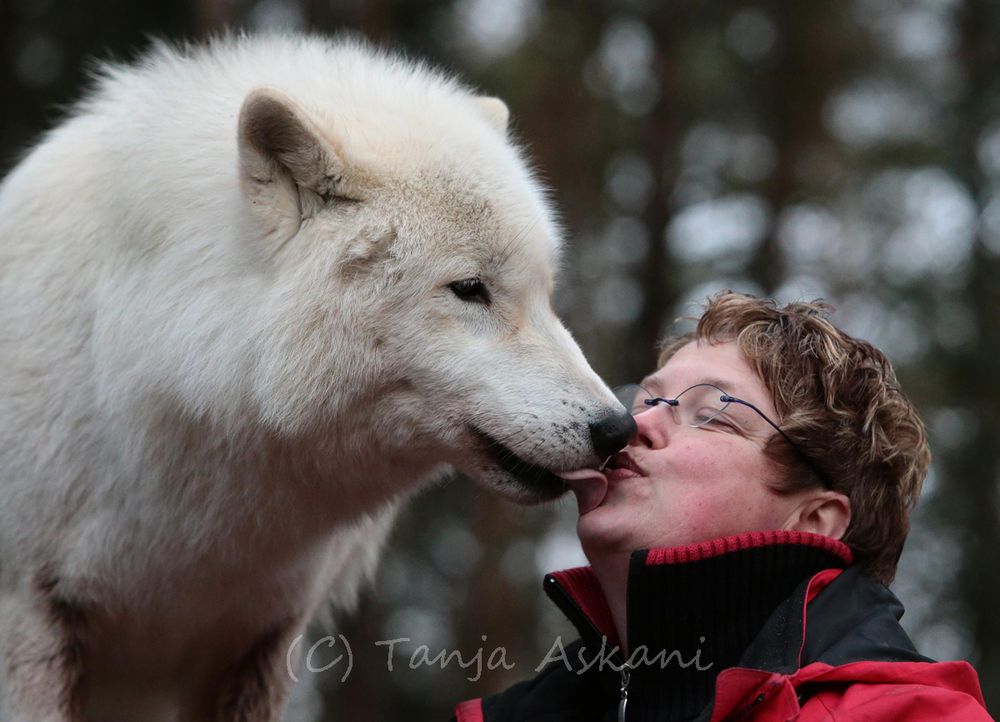 Knutsch den Wolf