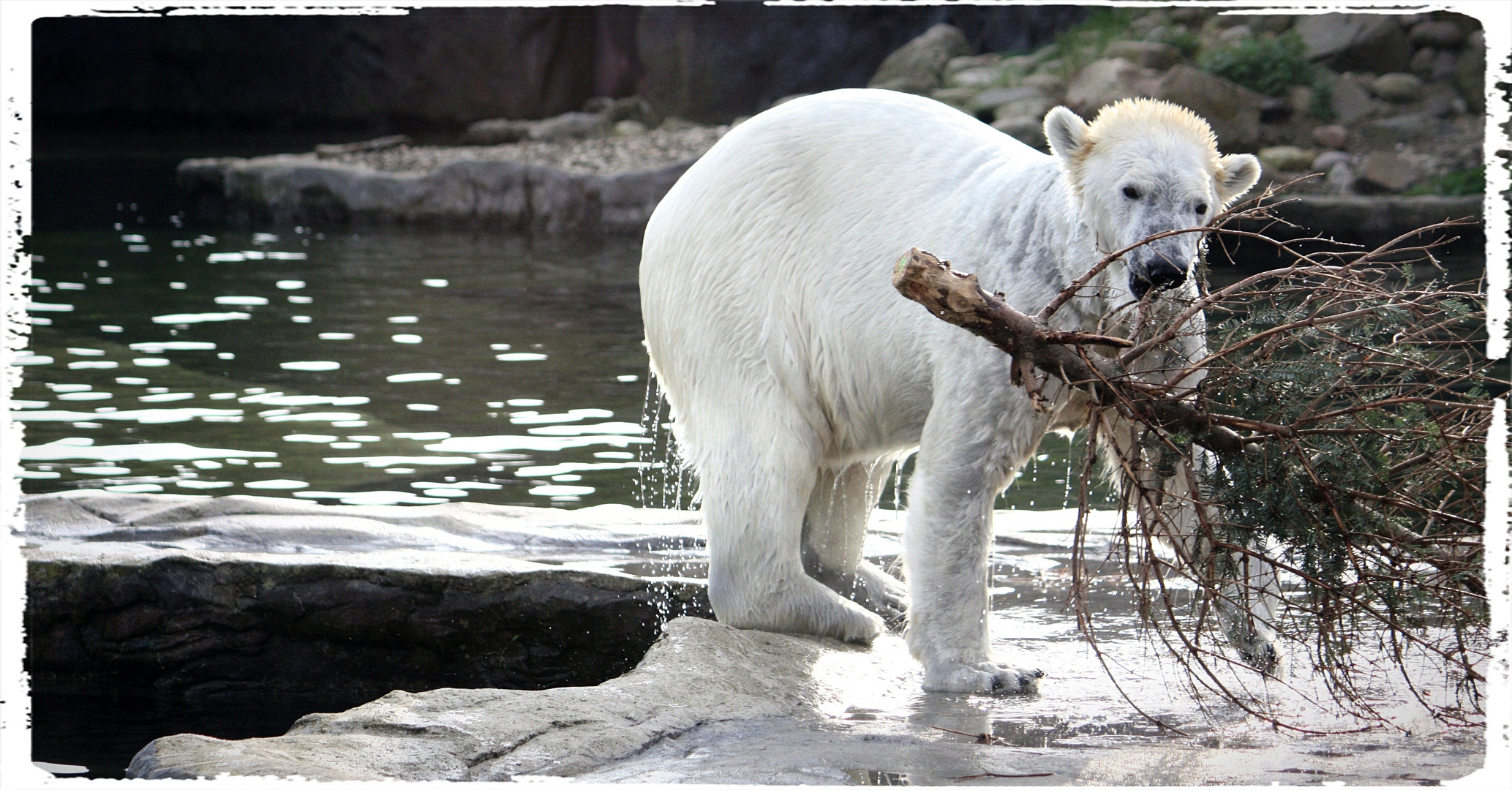 ... Knut(sche)bär ...