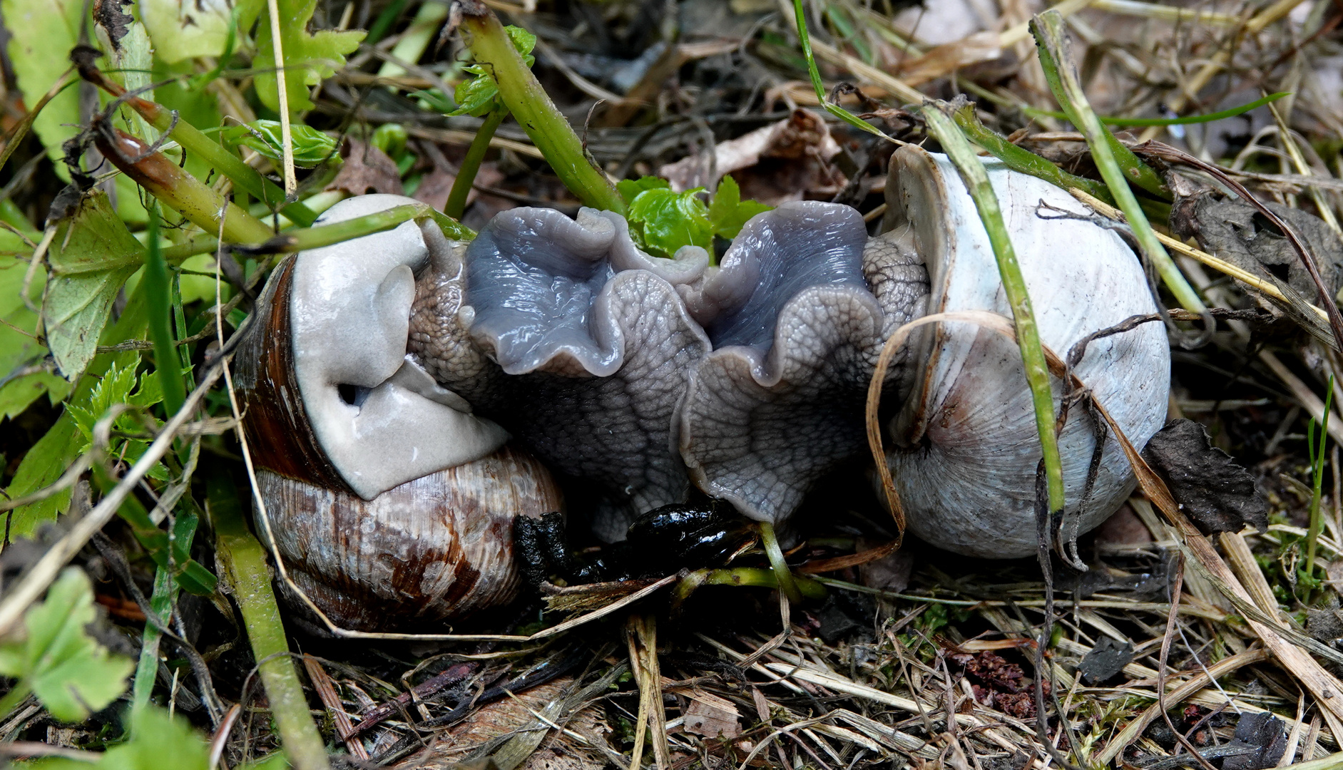 knutschende Weinbergschnecken