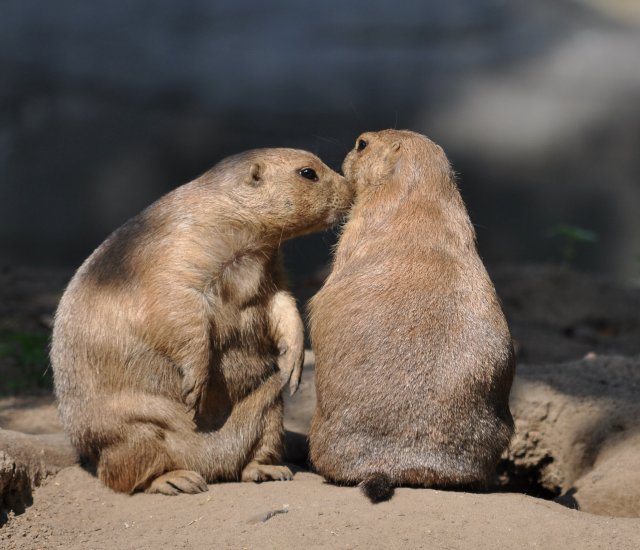 knutschendes Erdhörnchen