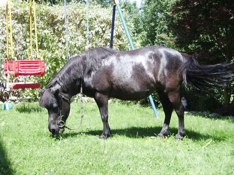 Knutschkugel Sarah bei uns im Garten z uBesuch