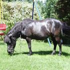 Knutschkugel Sarah bei uns im Garten z uBesuch