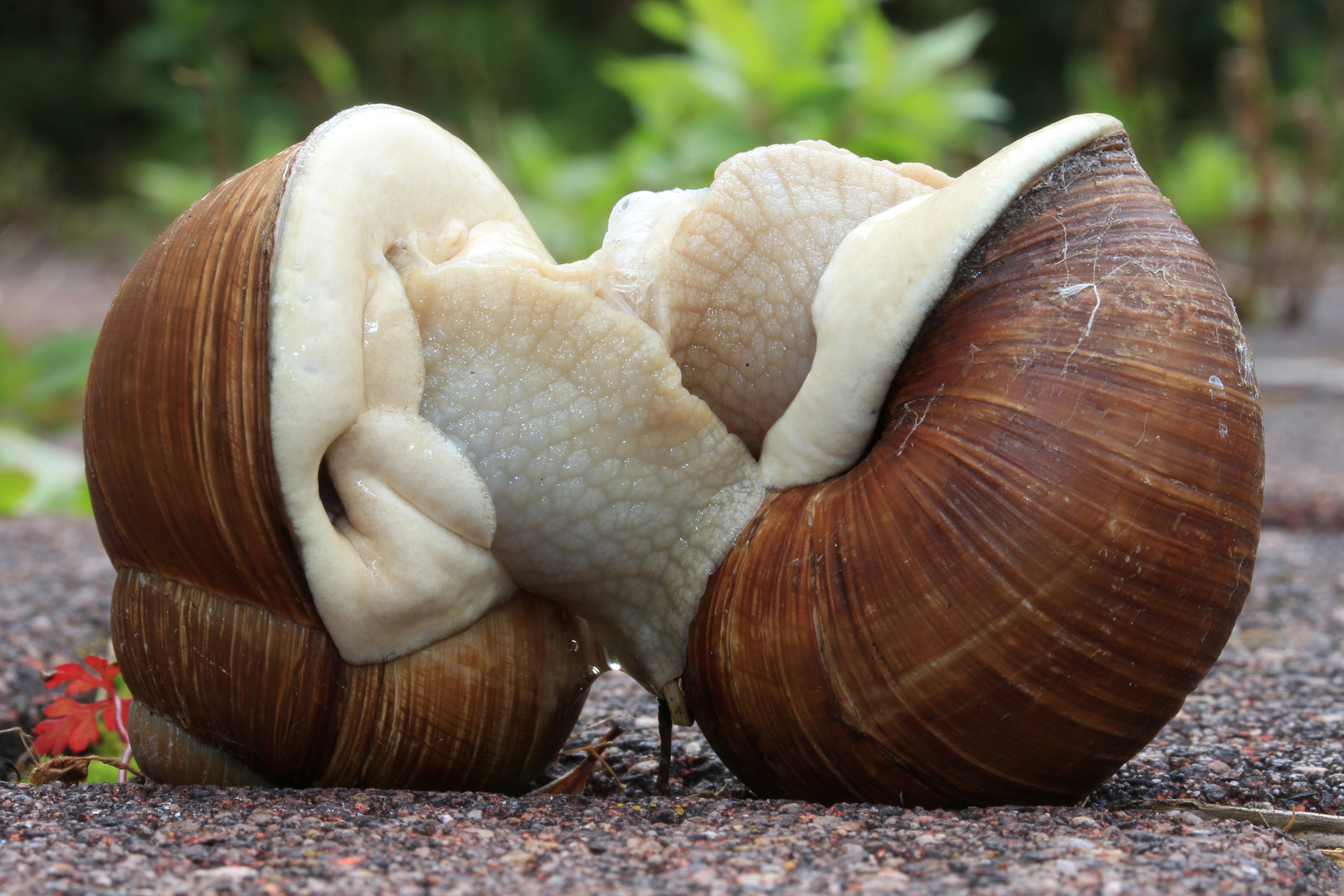 Knutschkugeln, Weinbergschnecken beim Liebesspiel