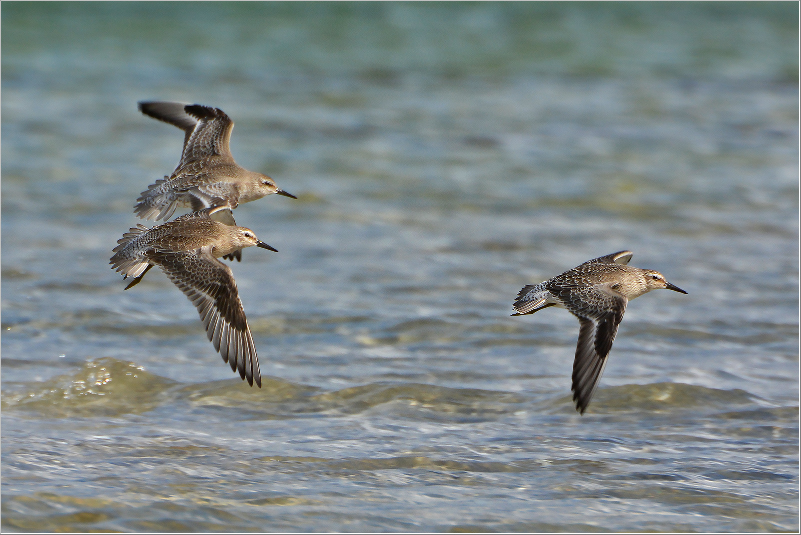  Knutt   -   Calidris canutus