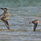  Knutt   -   Calidris canutus