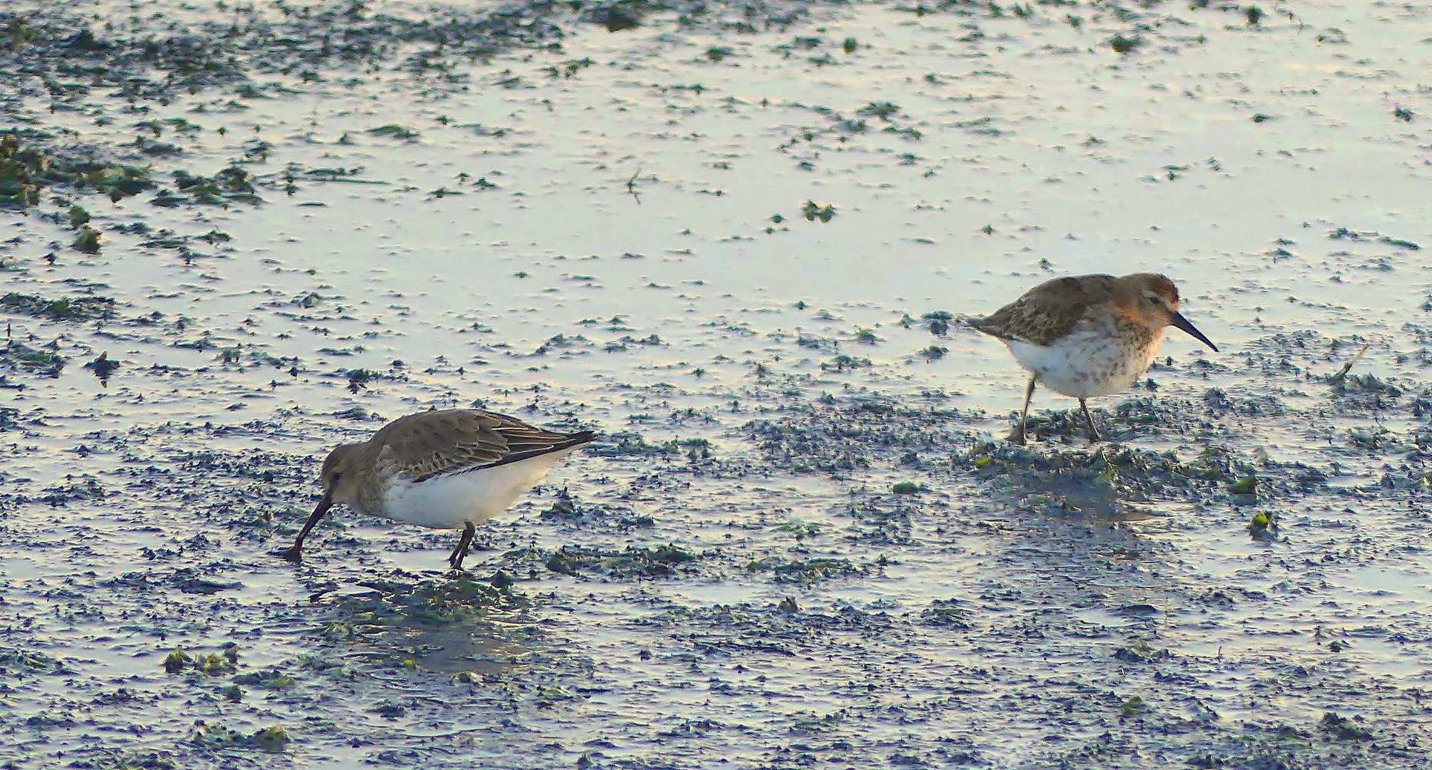 Knutt (Calidris canutus) im Ruhekleid...