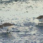 Knutt (Calidris canutus) im Ruhekleid...