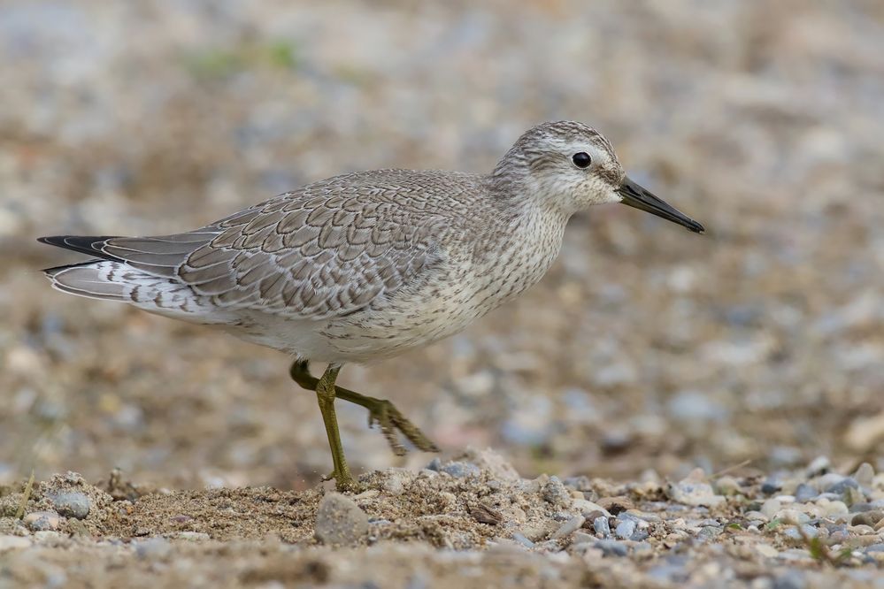 Knutt Foto & Bild | natur, tiere, vögel Bilder auf fotocommunity