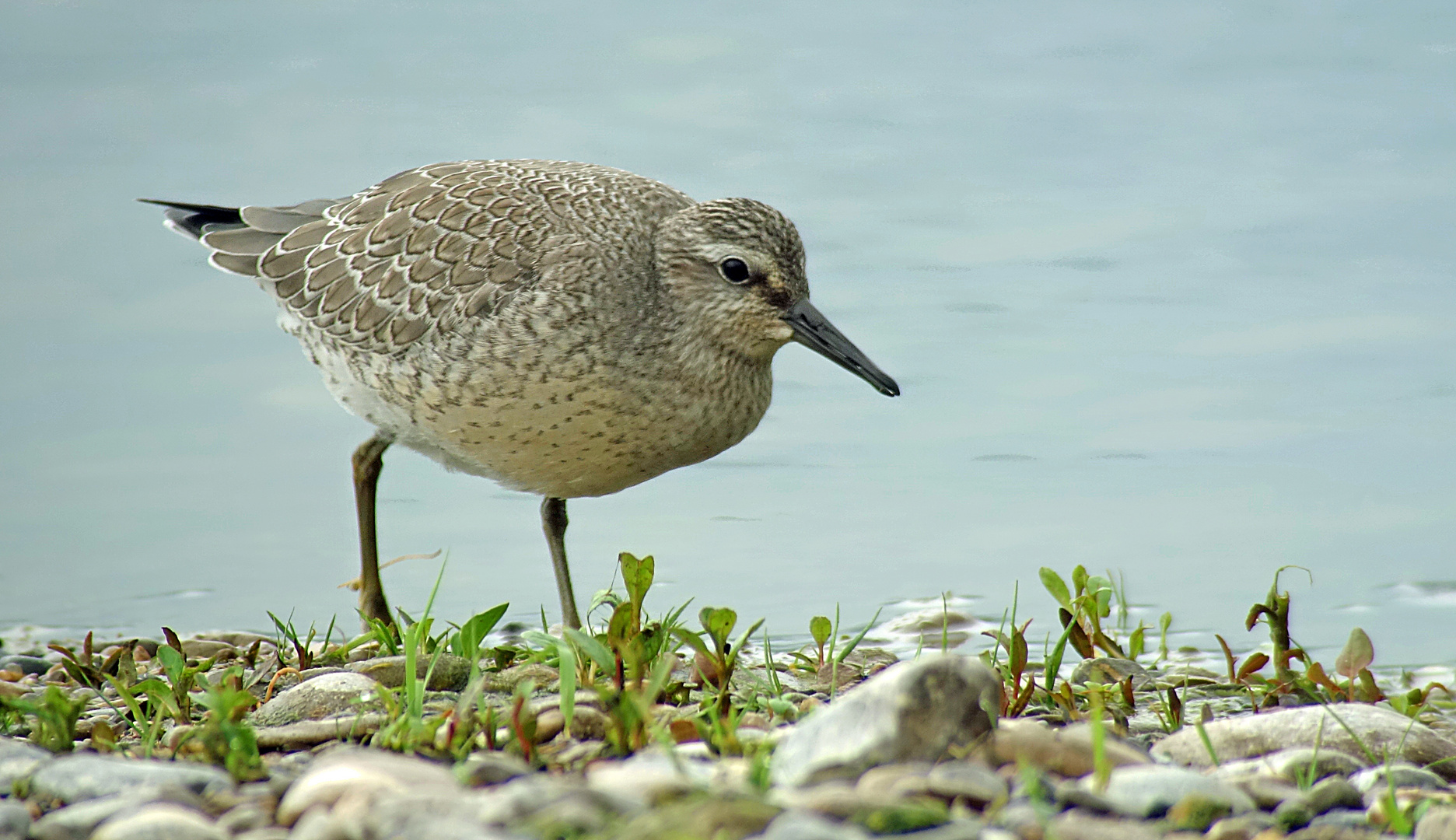 Knutt, eine Rarität im Binnenland, 5.September 2015