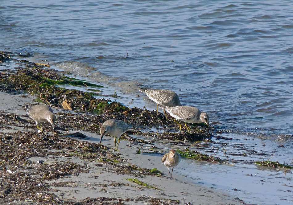 Knutts an der Ostsee