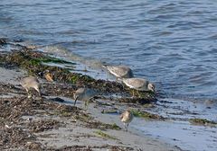 Knutts an der Ostsee